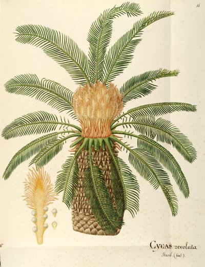 Sagopalm (Cycas revoluta Thunb), Cycadaceae av Angela Rossi Bottione, akvarell av Angela Rossi Bottione