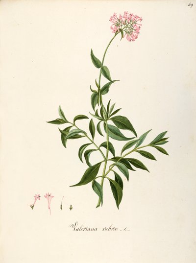 Valerianaceae, Röd Valeriana (Centranthus ruber), örtaktig flerårig växt för rabatter eller steniga trädgårdar, spontan i Italien, av Angela Rossi Bottione och medarbetare, akvarell av Angela Rossi Bottione