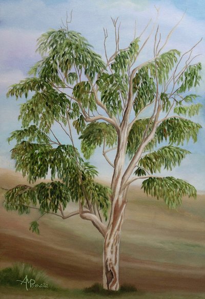 Australiskt eukalyptusträd av Angeles M. Pomata