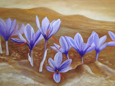 Blommande saffranfält av Angeles M. Pomata
