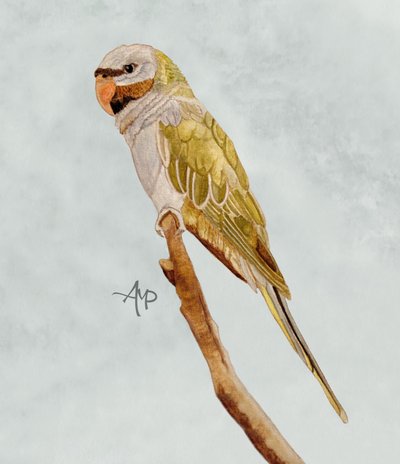  av Angeles M. Pomata