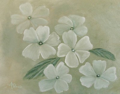 Vit primula av Angeles M. Pomata