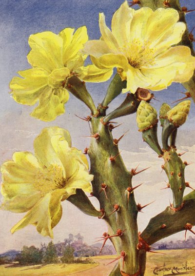 En vacker representant för Prickly Pear Cactus, Opontia Dillenii (färglitografi) av Angelo Fairfax Muckley