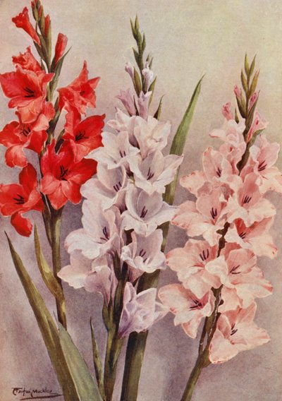 En grupp moderna gladioler (färglitografi) av Angelo Fairfax Muckley