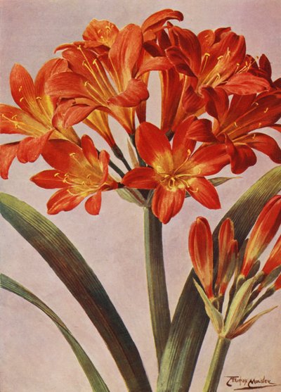 Clivia Miniata, tidigare känd som Imantophyllum Miniatum (färglitografi) av Angelo Fairfax Muckley