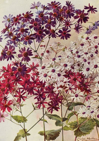 Star Cinerarias (färglitografi) av Angelo Fairfax Muckley
