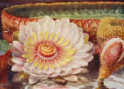 Victoria Regia, den ädlaste av alla vattenväxter (färglitografi) av Angelo Fairfax Muckley
