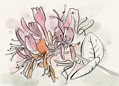 Mjuka kaprifolblommor av Ankie Kooi