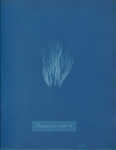 Bangia fusco-purpurea, ca. 1853. av Anna Atkins