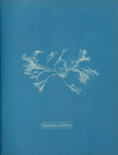 Cilierad keramik, ca. 1853 av Anna Atkins