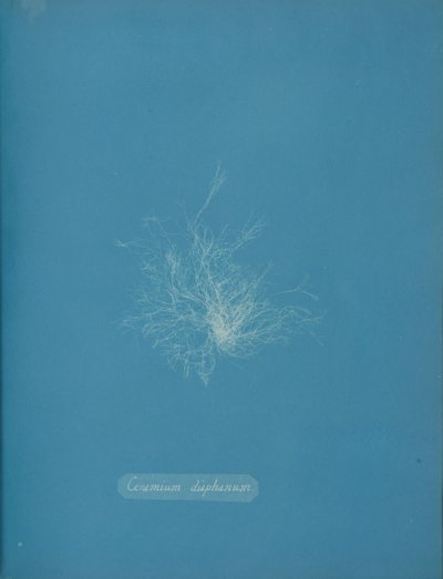 Transparent keramik, ca. 1853 av Anna Atkins