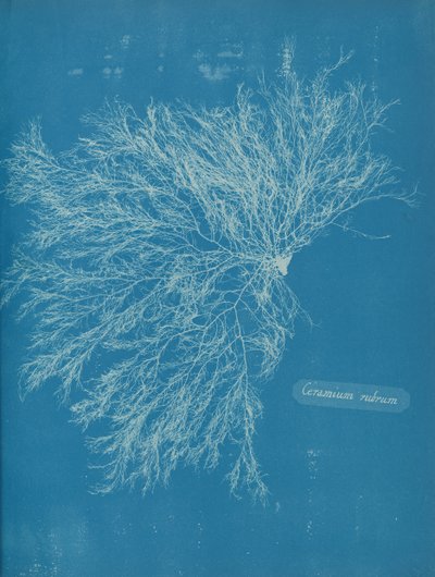 Röd keramik, ca. 1853 av Anna Atkins