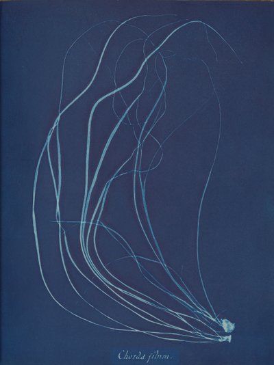 Trådsnöre, ca. 1853 av Anna Atkins