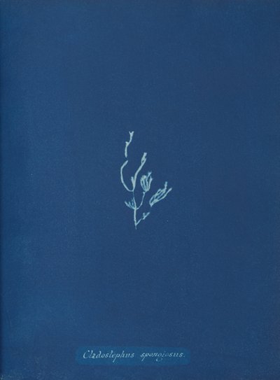 Cladostephus spongiosus, ca. 1853 av Anna Atkins