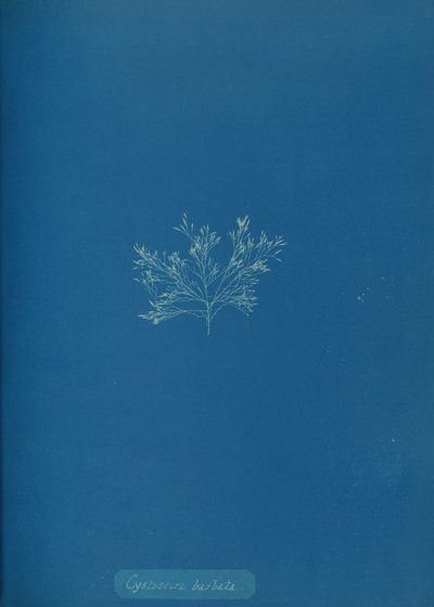 Cystoseira barbata, ca. 1853. av Anna Atkins