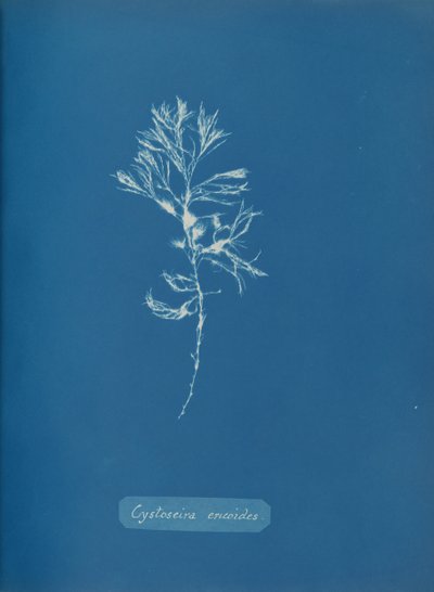 Cystoseira ericoides, ca. 1853. av Anna Atkins