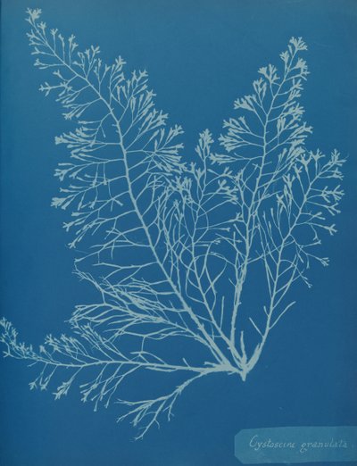 Cystoseira granulata, ca. 1853. av Anna Atkins