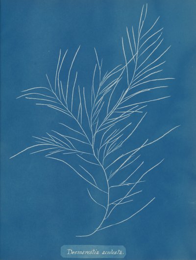 Desmarestia aculeata, ca. 1853. av Anna Atkins