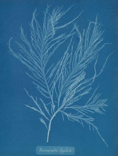 Flytande desmarestia, ca. 1853. av Anna Atkins