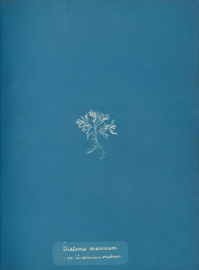 Marina kiselalger på Ceramium rubrum, ca. 1853 av Anna Atkins