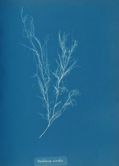 Dichloria viridis, ca. 1853. av Anna Atkins
