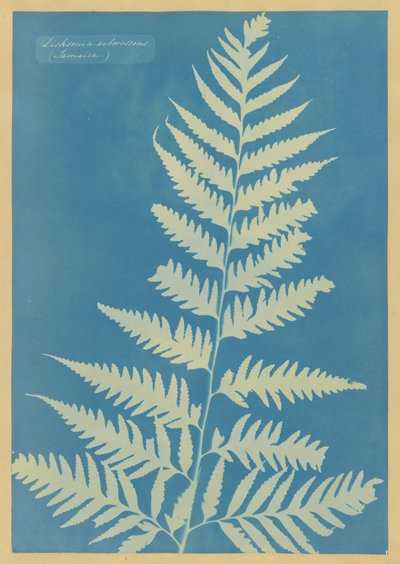 Dicksonia arborescens, Jamaica av Anna Atkins