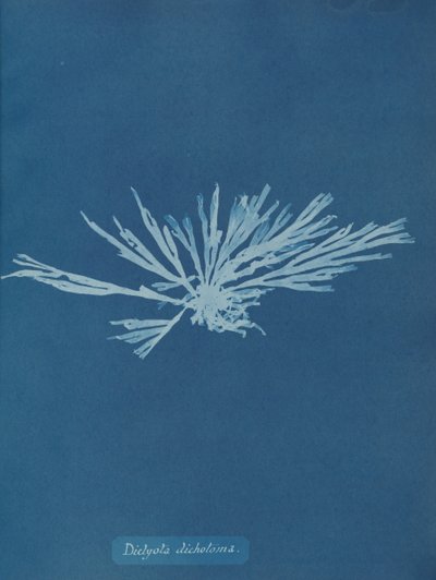 Dictyota dichotoma, ca. 1853. av Anna Atkins