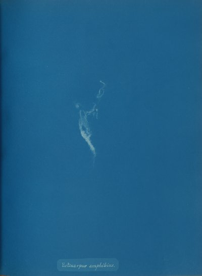 Ectocarpus amphibius, ca. 1853. av Anna Atkins