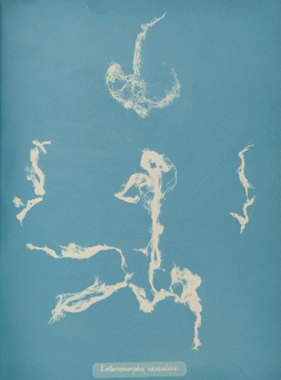 Enteromorpha ramulosa, ca. 1853 av Anna Atkins