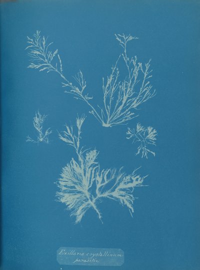 Exillaria crystallinum parasitic, ca. 1853. av Anna Atkins