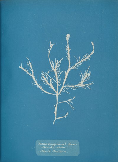 Fucus aeruginosus Turner. Med. Sea Lissabon Ny för Storbritannien., ca. 1853. av Anna Atkins