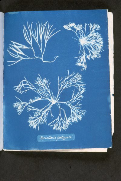 Furcelleria fastigiata, från 