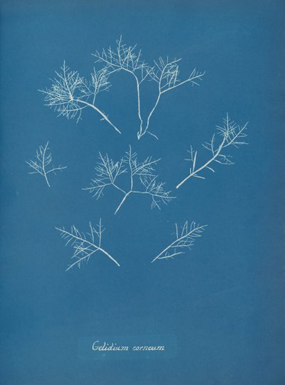 Korneal frost, ca. 1853 av Anna Atkins