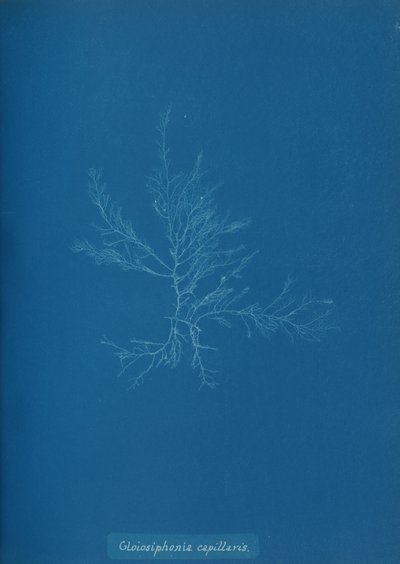 Gloisiphonia capillaris, ca. 1853. av Anna Atkins