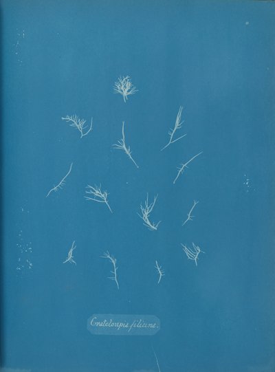 Grateloupia filicina, ca. 1853. av Anna Atkins