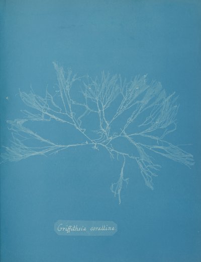 Korall Griffithsia, ca. 1853. av Anna Atkins
