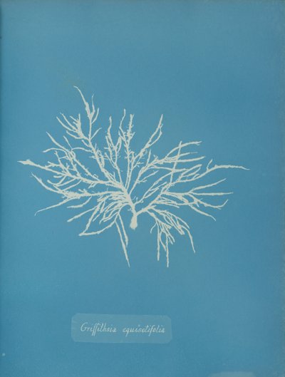 Griffithsia equisetifolia, ca. 1853. av Anna Atkins