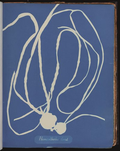 Himanthalia lorea från Photographs of British Algæ (cyanotyp) av Anna Atkins