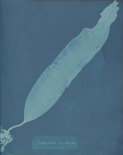 Laminaria saccharina, ca. 1853. av Anna Atkins