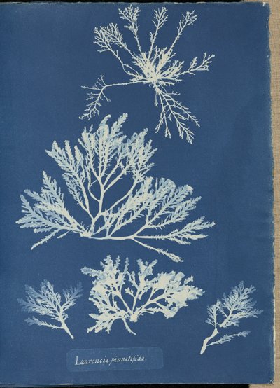 Laurencia pinnatifida av Anna Atkins