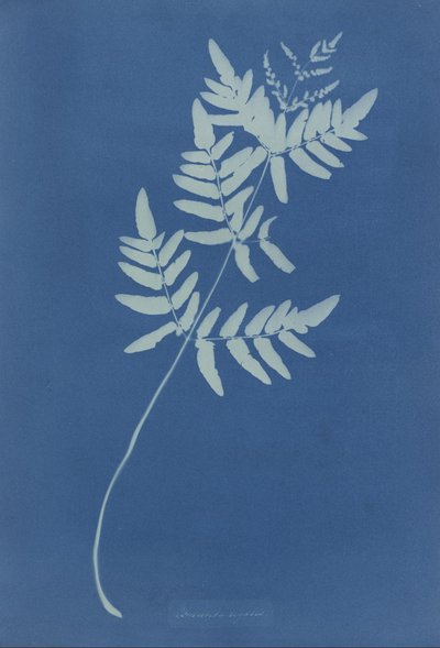 Osmunda Rigalis (Australien) av Anna Atkins