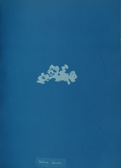 Padina deusta, ca. 1853. av Anna Atkins