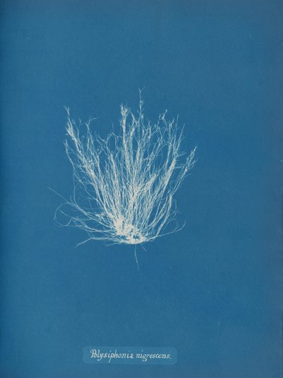 Polysiphonia nigrescens, ca. 1853 av Anna Atkins