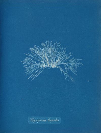Polysiphonia thuyoides, ca. 1853. av Anna Atkins