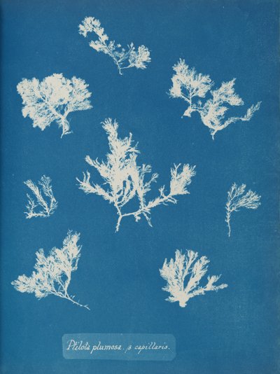Ptilota plumosa. ß kapillärer, ca. 1853. av Anna Atkins
