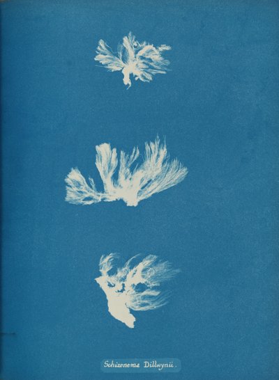 Schizonema Dillwynii, ca. 1853. av Anna Atkins