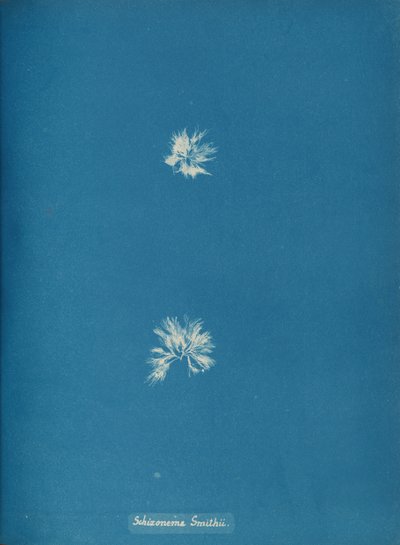 Schizonema Smithii, ca. 1853. av Anna Atkins