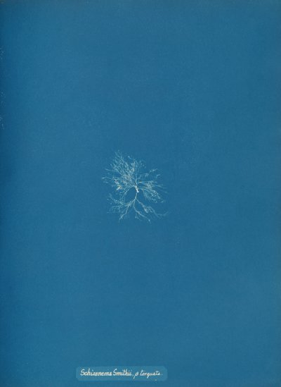 Schizonema Smithii, ß torqata, ca. 1853. av Anna Atkins