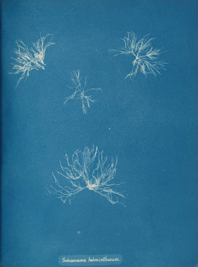 Schizonema helminthosum, ca. 1853. av Anna Atkins