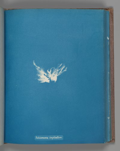 Schizonomkomplex, ca. 1853 av Anna Atkins
